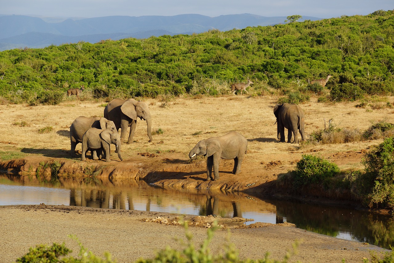 elephant water hole africa free photo