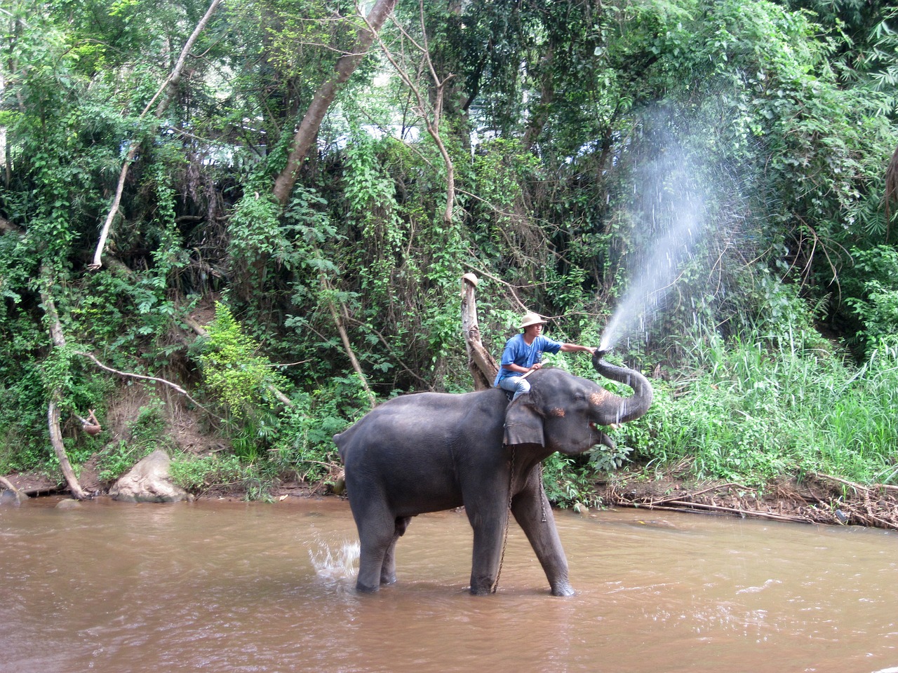 elephant mahout train elephants free photo