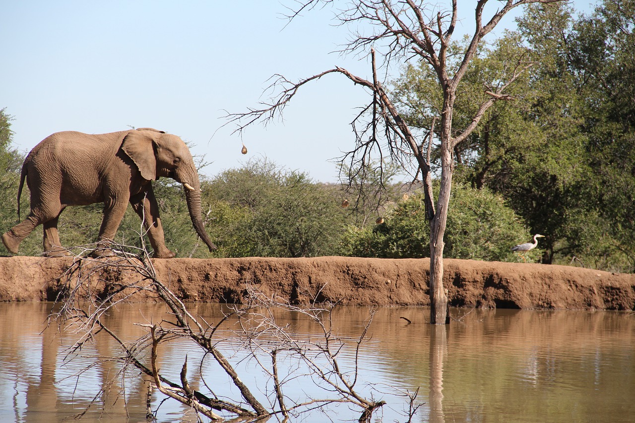 elephant pilanesberg dam free photo