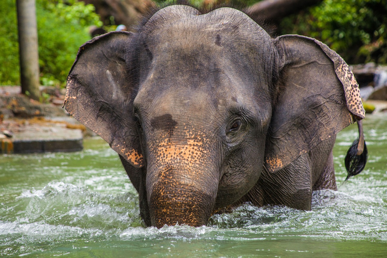elephant asia thailand free photo