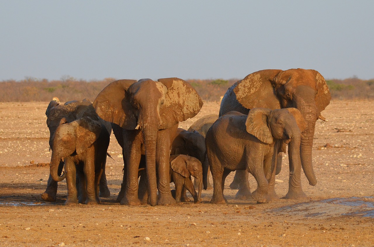 elephant etosha africa free photo