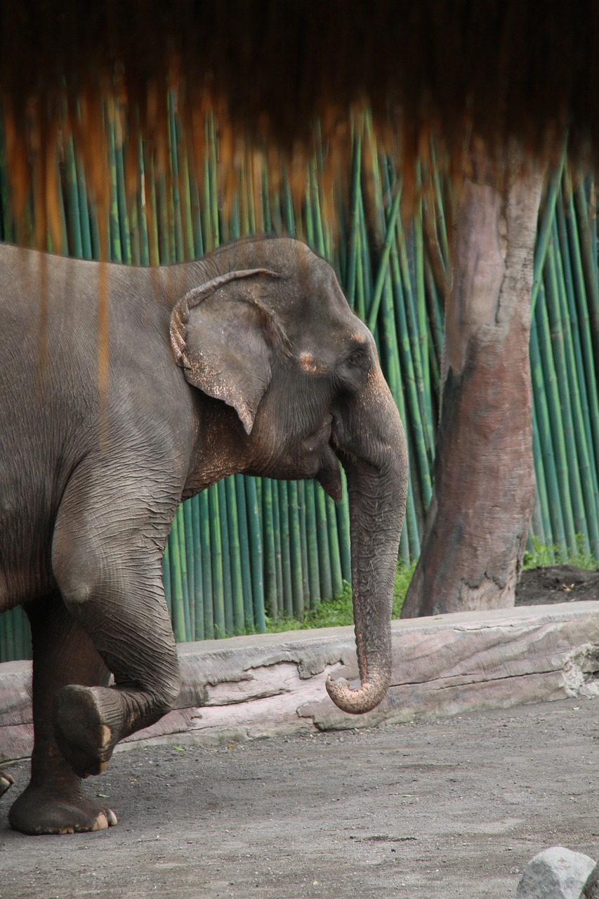 elephant animal bali free photo