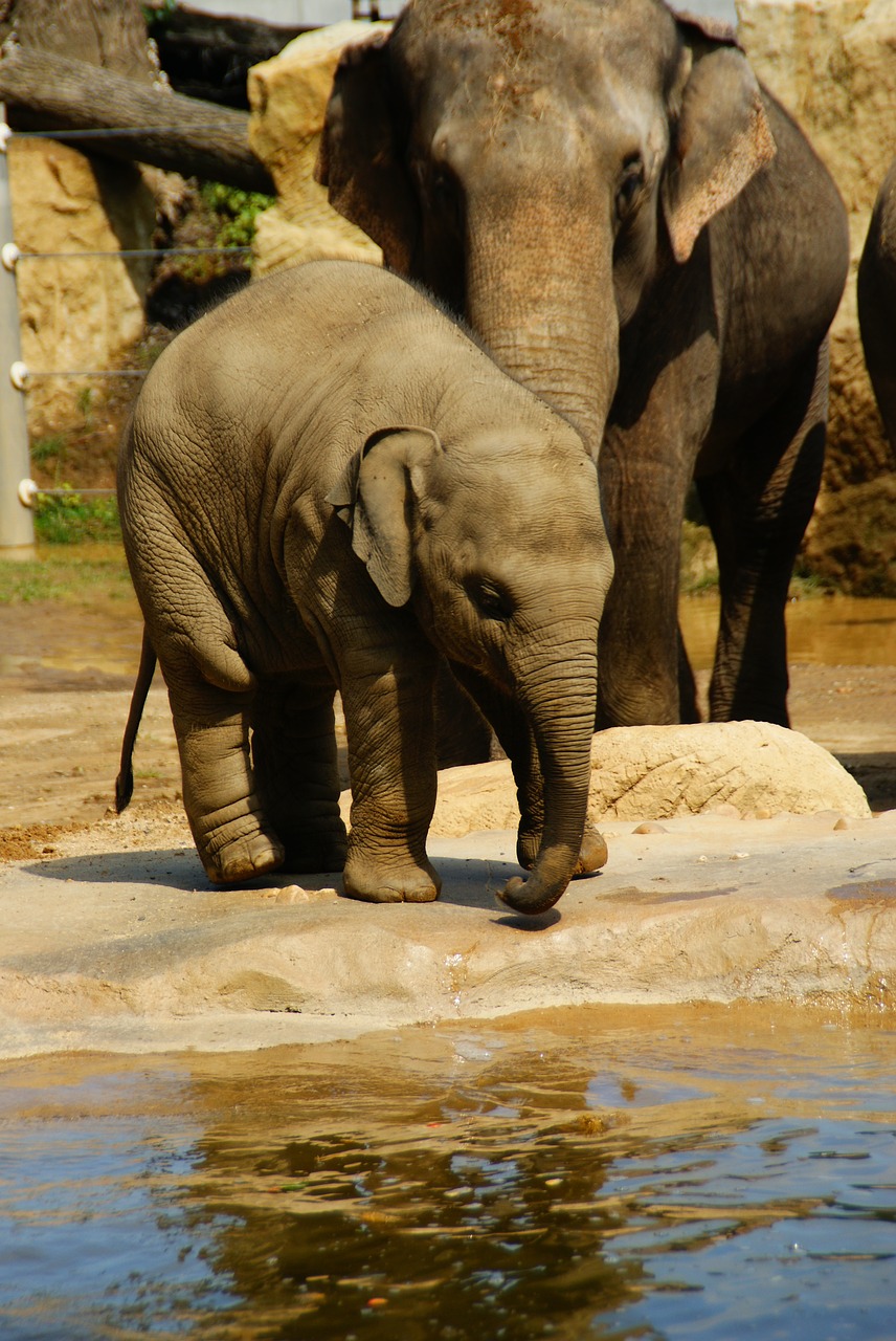 elephant animal wild animal free photo