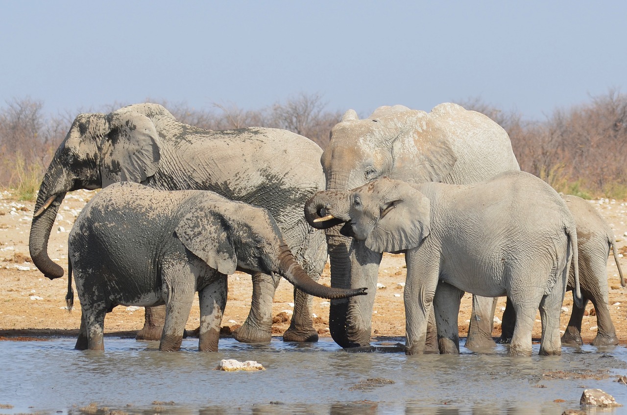 elephant water hole africa free photo