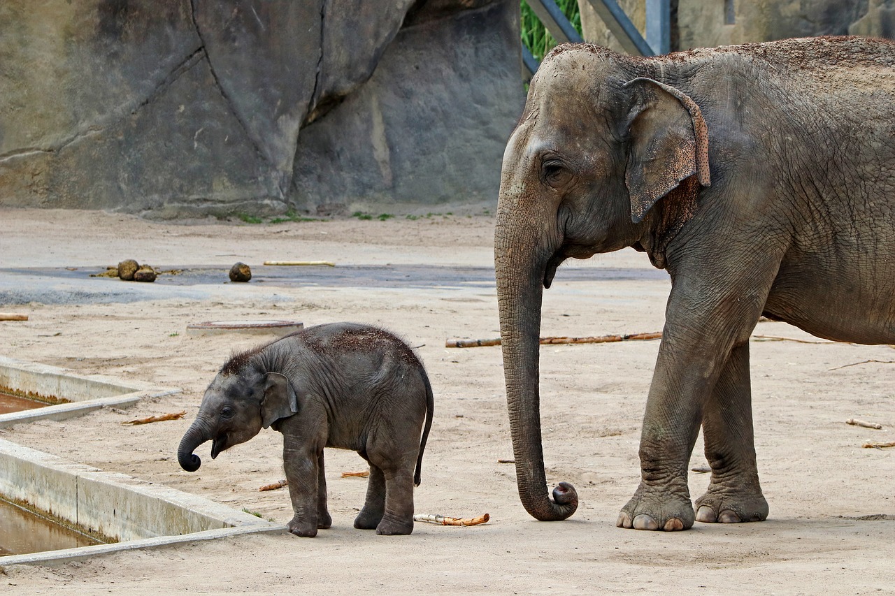 elephant baby elephant proboscis free photo