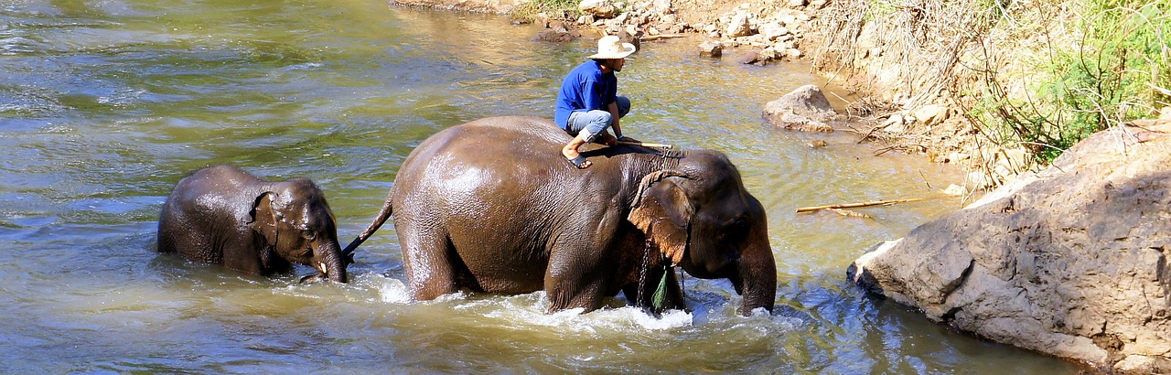 elephant safari trekking free photo