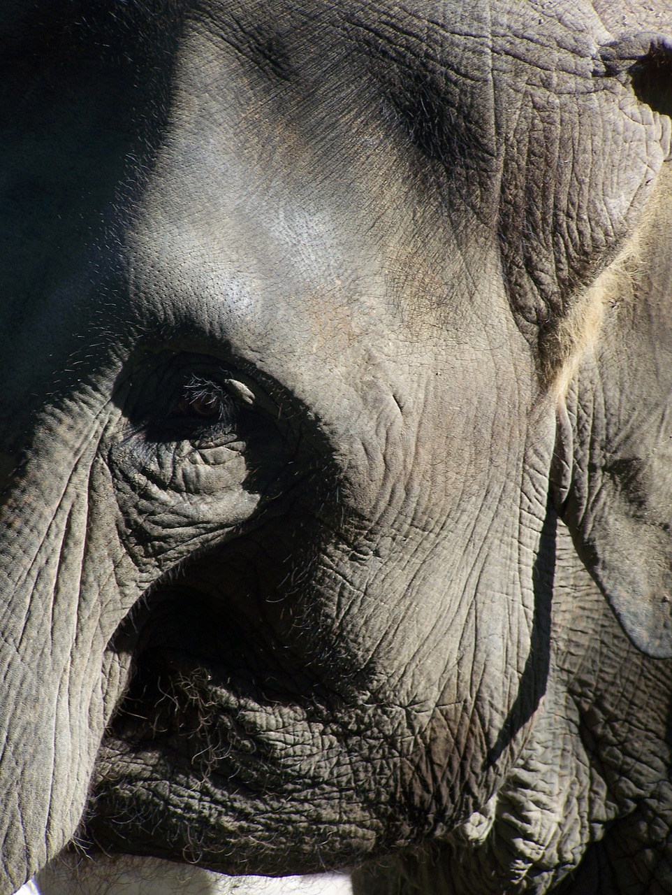 elephant close animals free photo