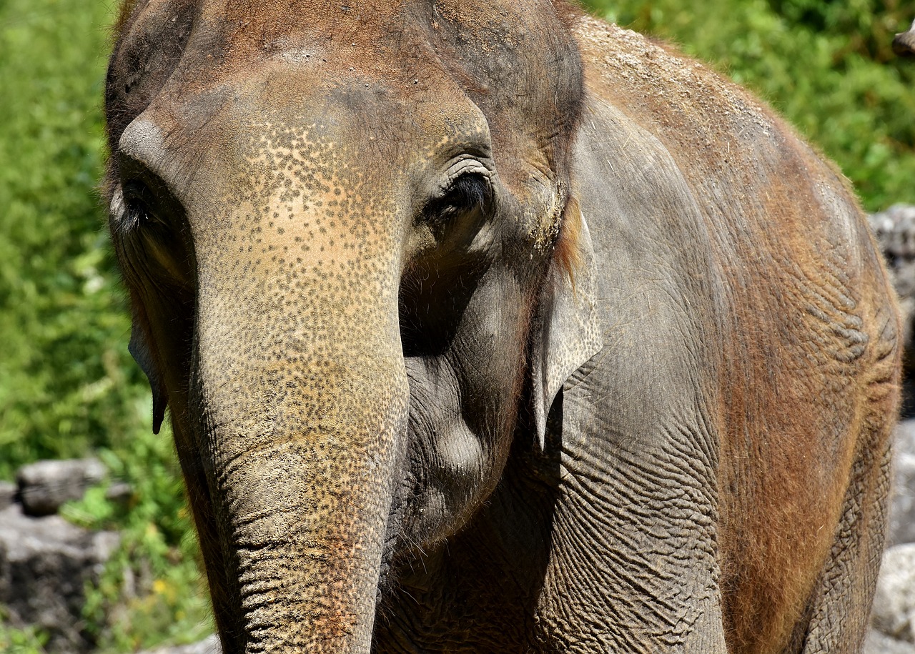 elephant pachyderm animal free photo