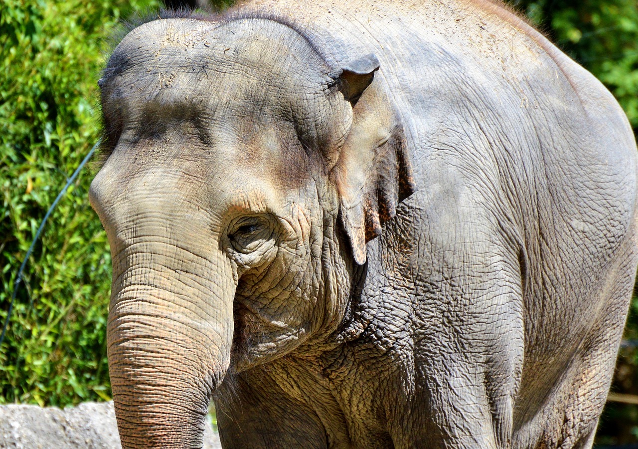 elephant pachyderm proboscis free photo