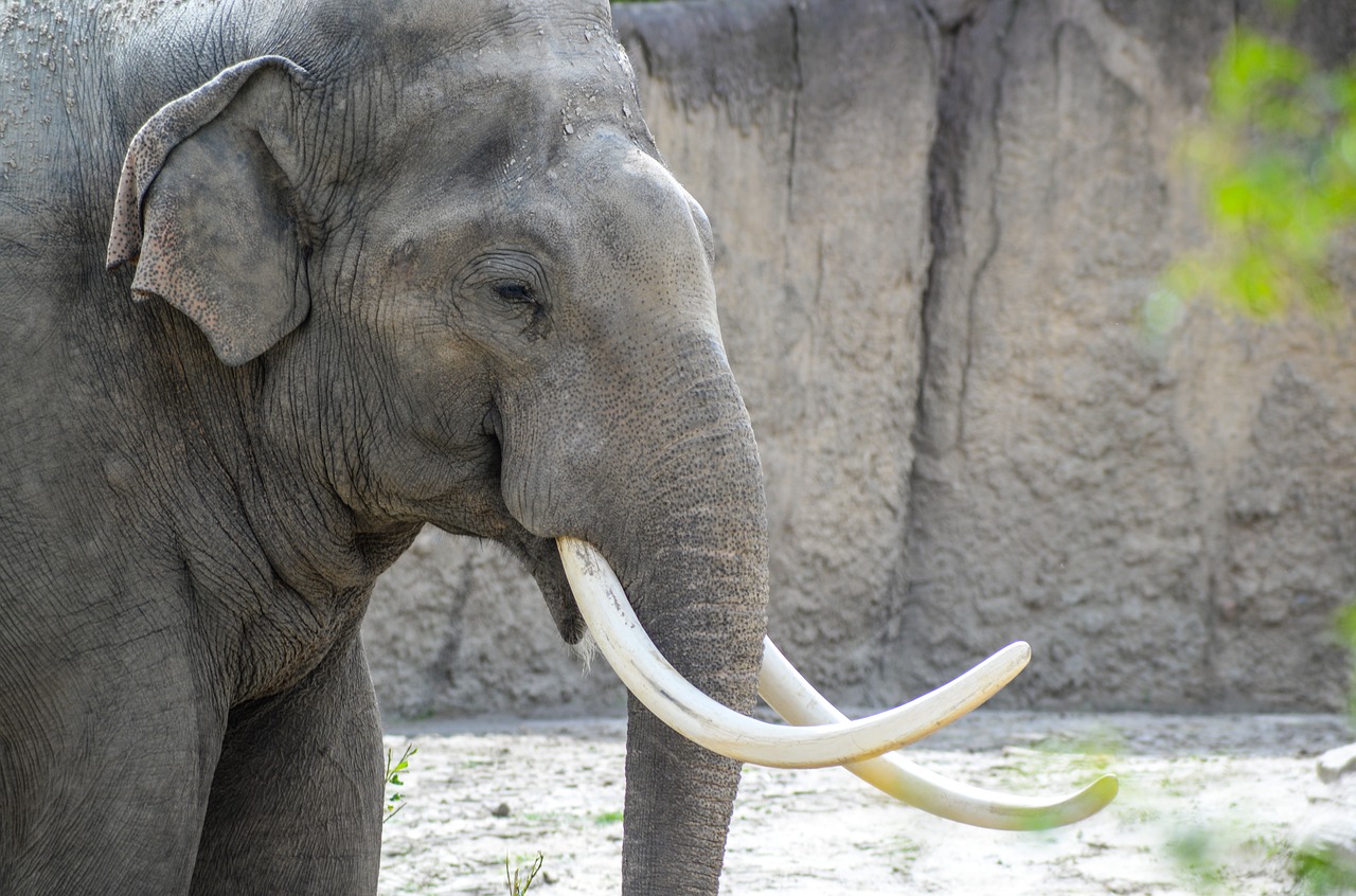 elephant zoo wild free photo