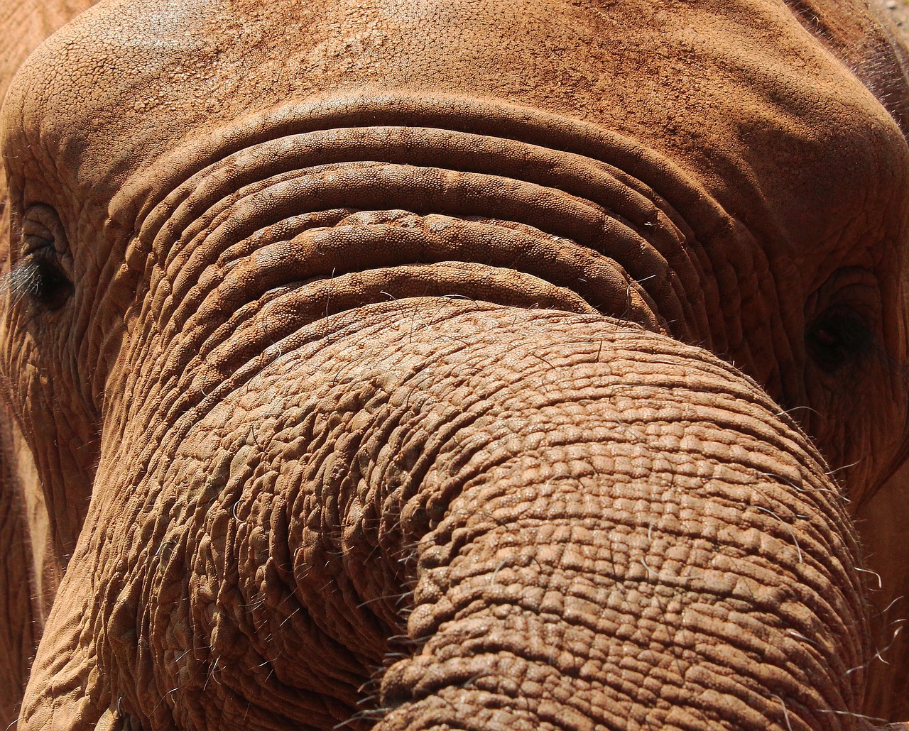 elephant close-up trunk free photo