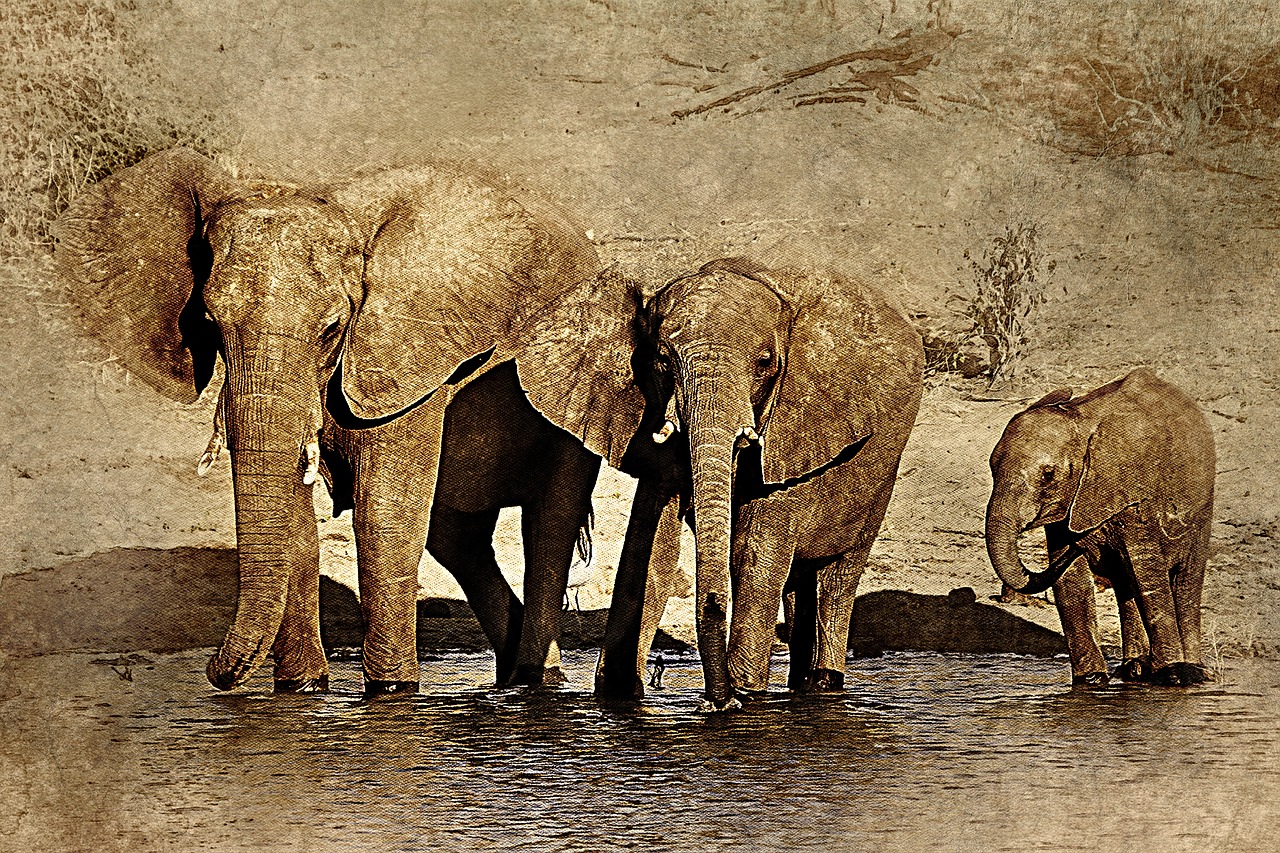 elephant animal art free photo