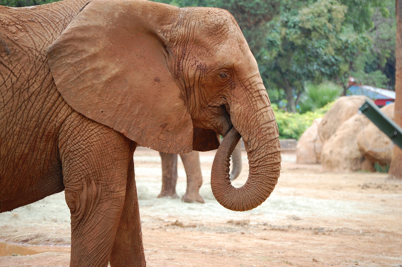 elephant head trunk free photo