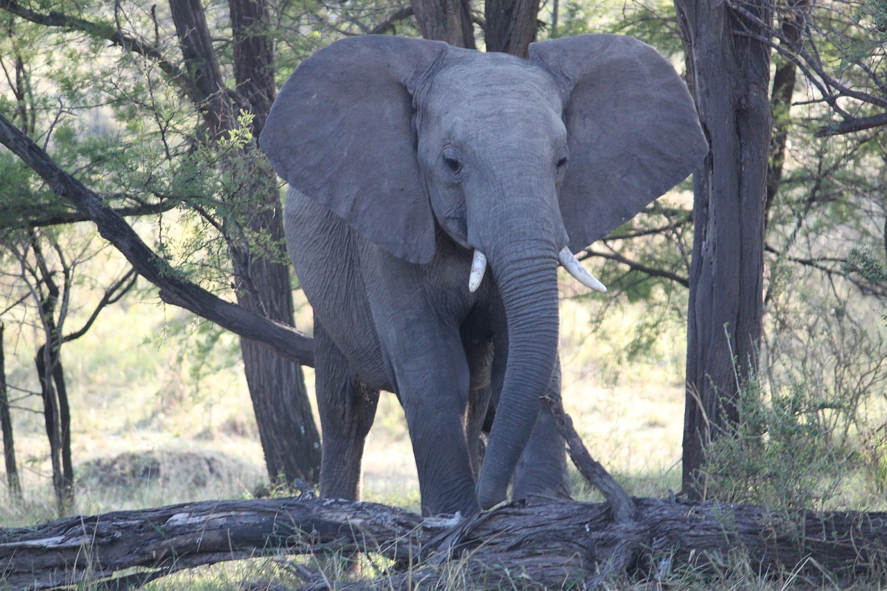 elephant africa safari free photo