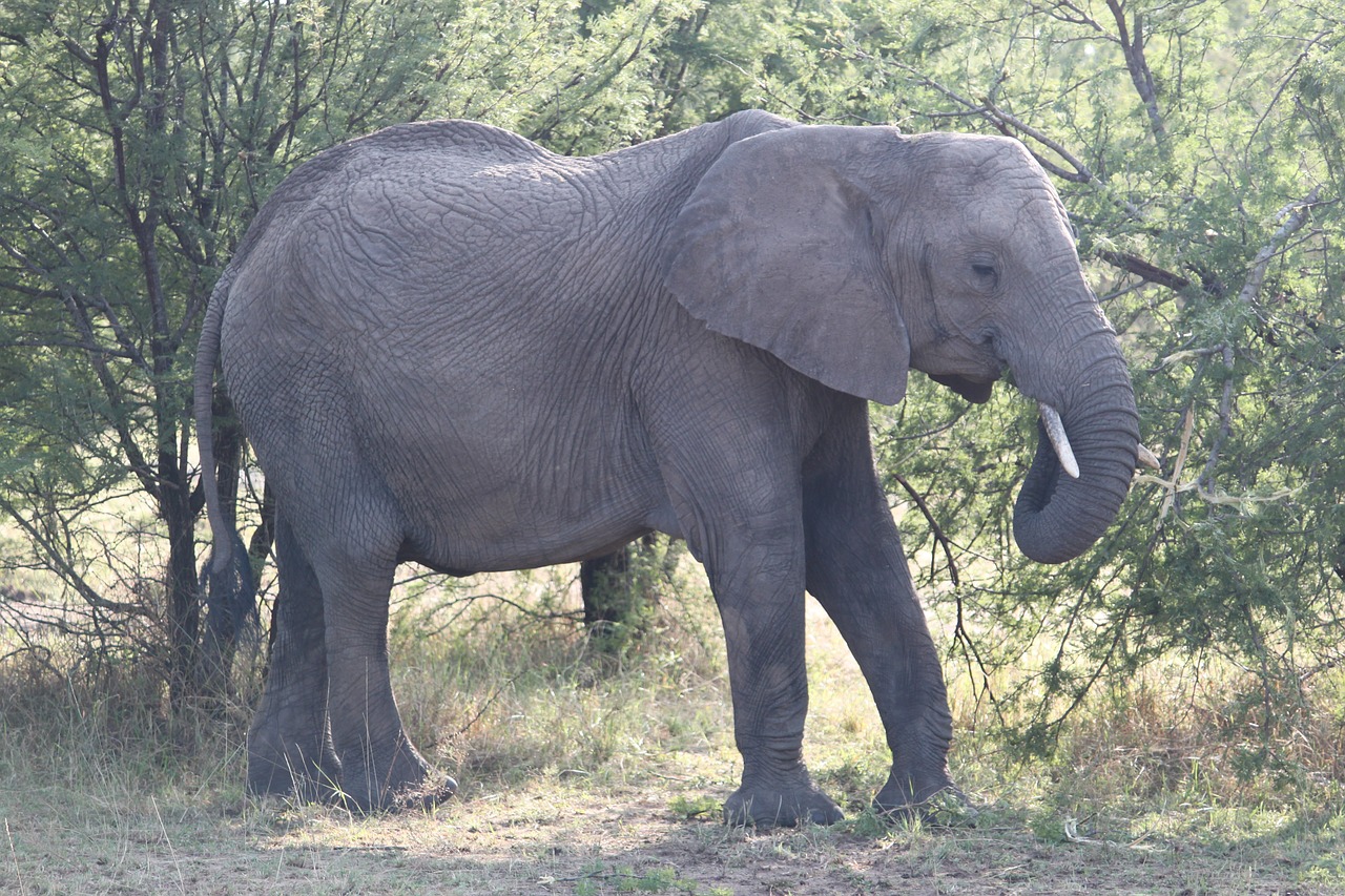 elephant africa safari free photo