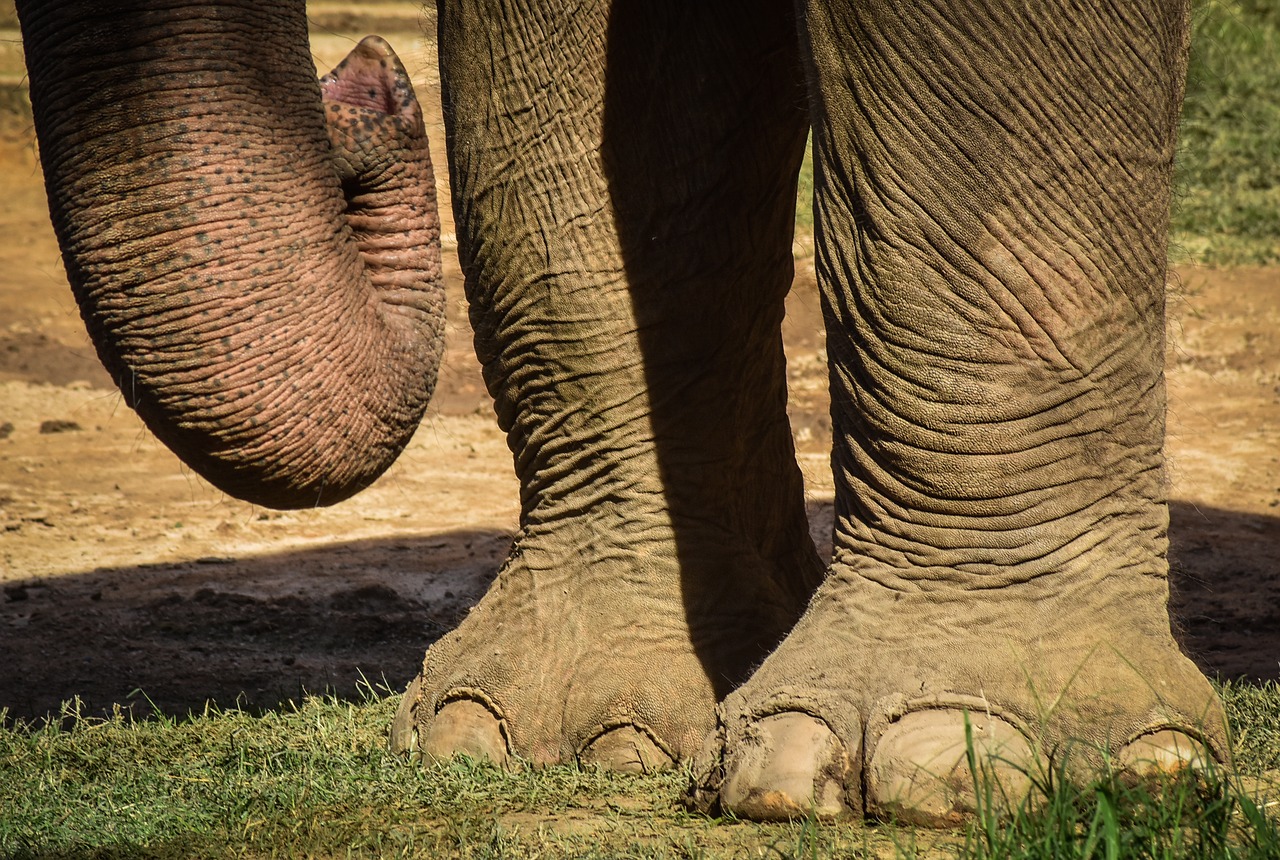 elephant animali zoo free photo