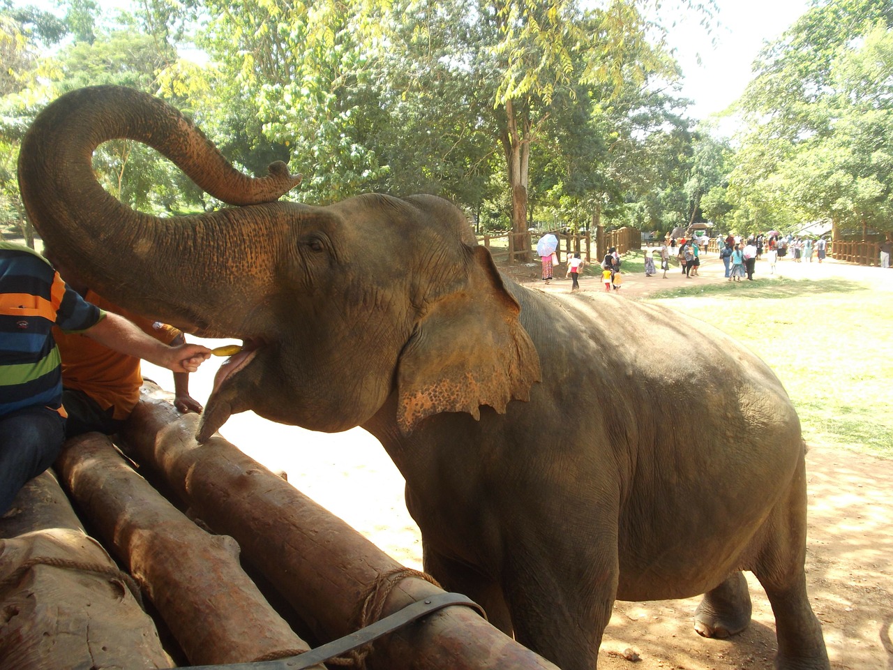 elephant feed feeding free photo