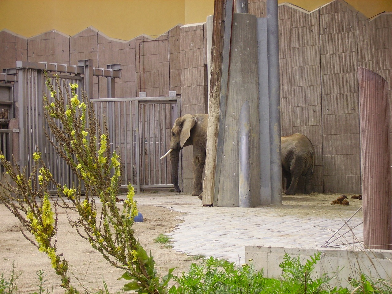 elephant zoo animal enclosures free photo