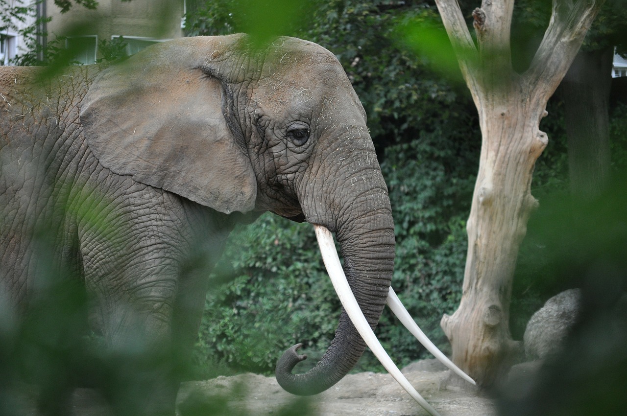 elephant animal zoo free photo