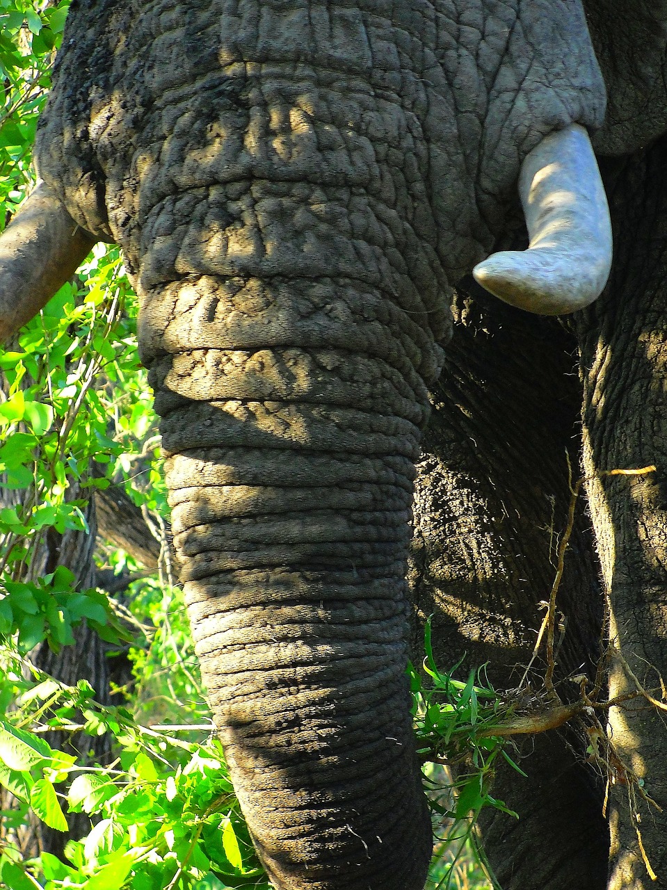 elephant elephant trunk tusks free photo