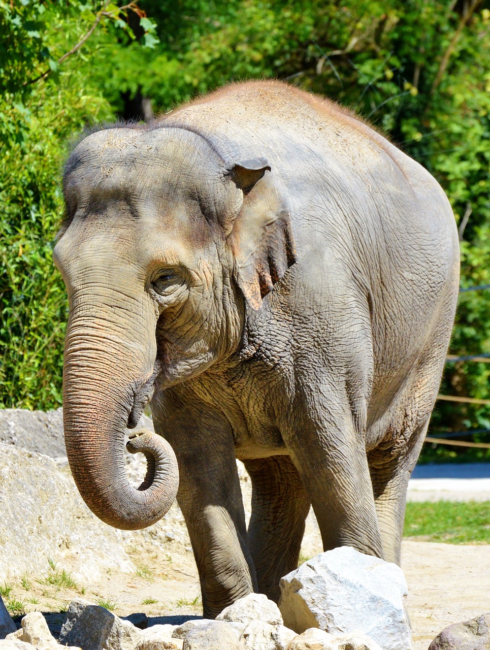 elephant pachyderm african bush elephant free photo