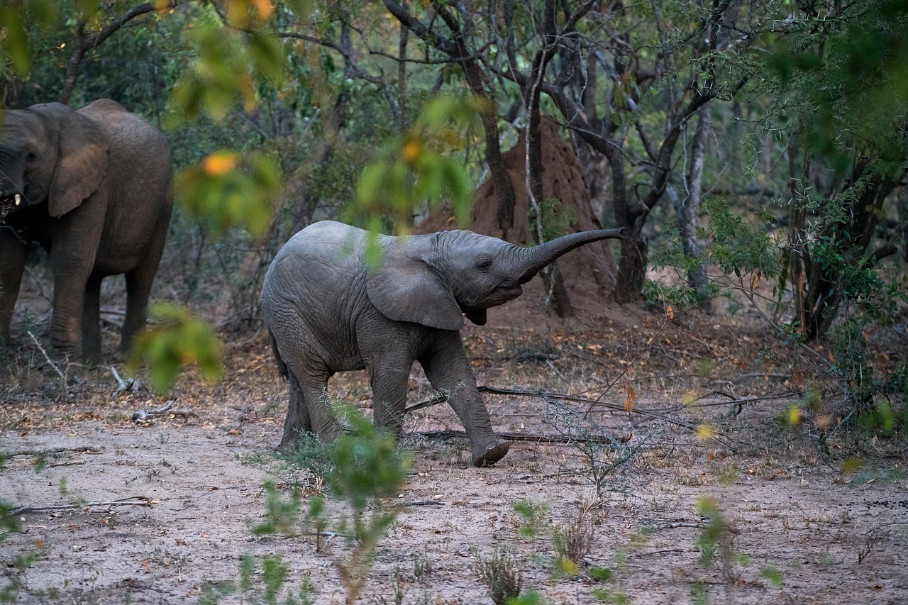 elephant animal woods free photo