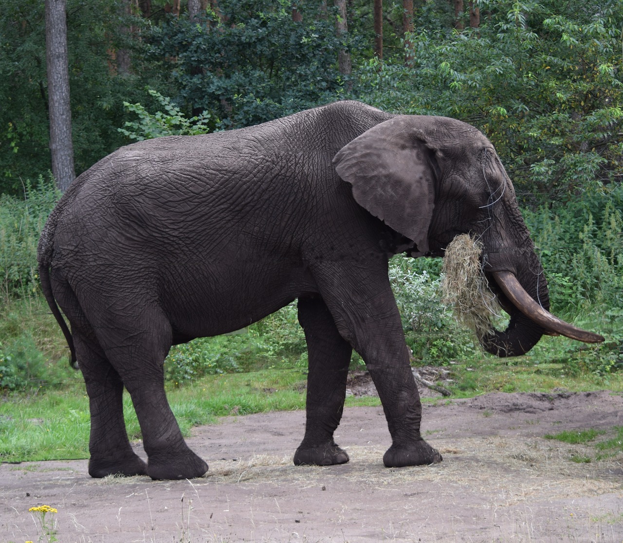 elephant large proboscis free photo