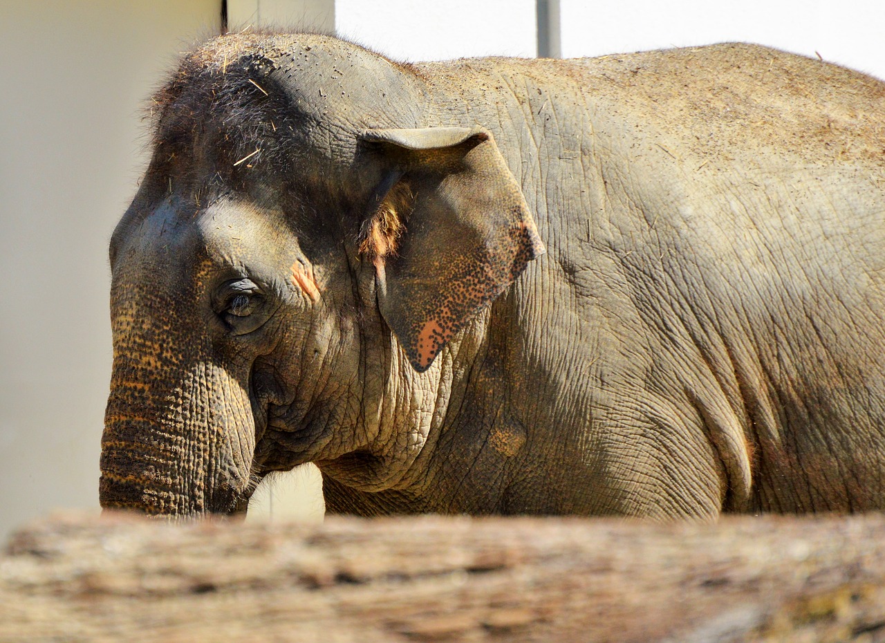 elephant pachyderm african bush elephant free photo