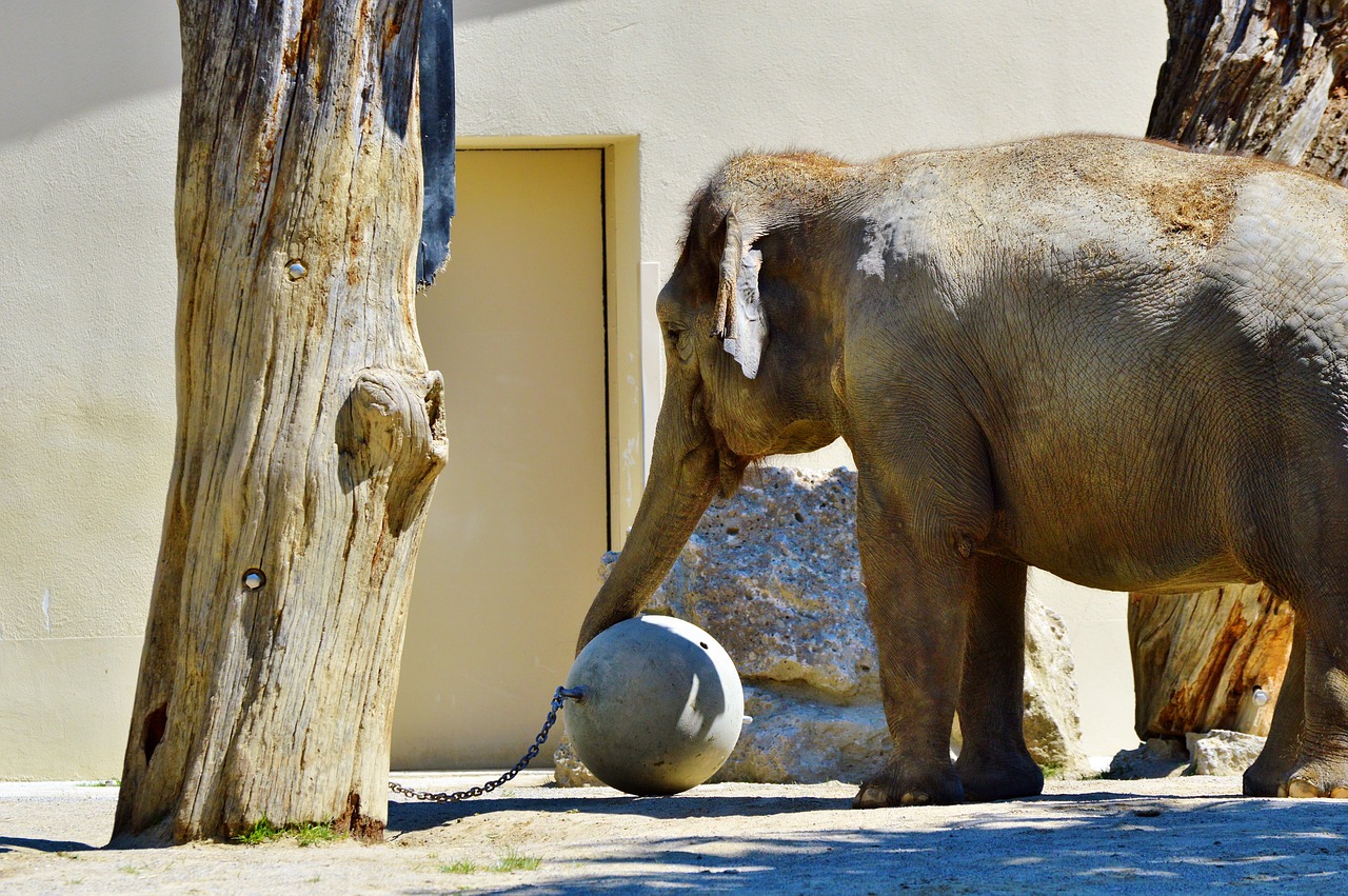 elephant pachyderm african bush elephant free photo