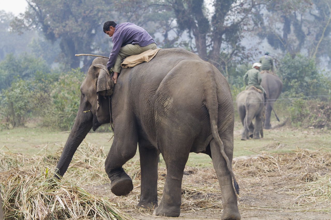 elephant walking wild free photo