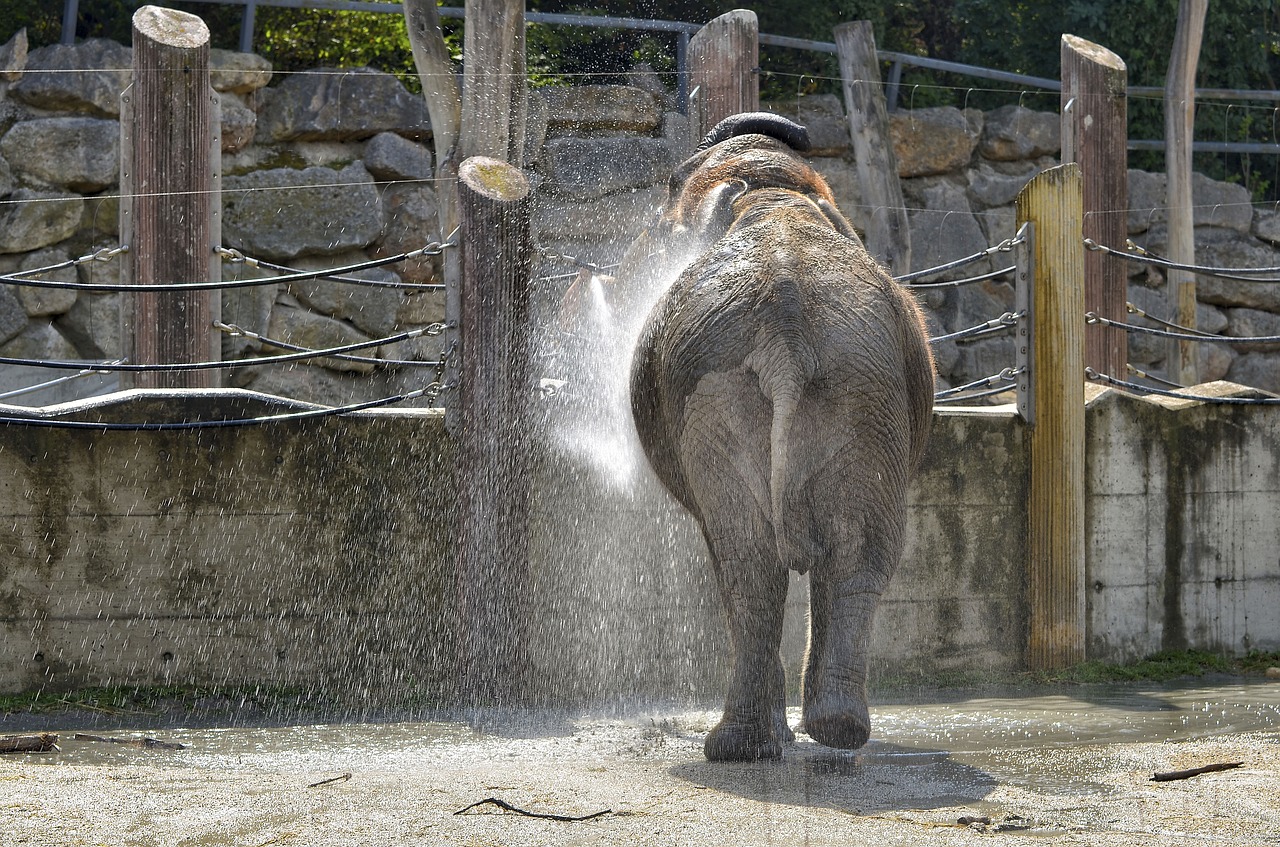 elephant zoo schönbrunn free photo