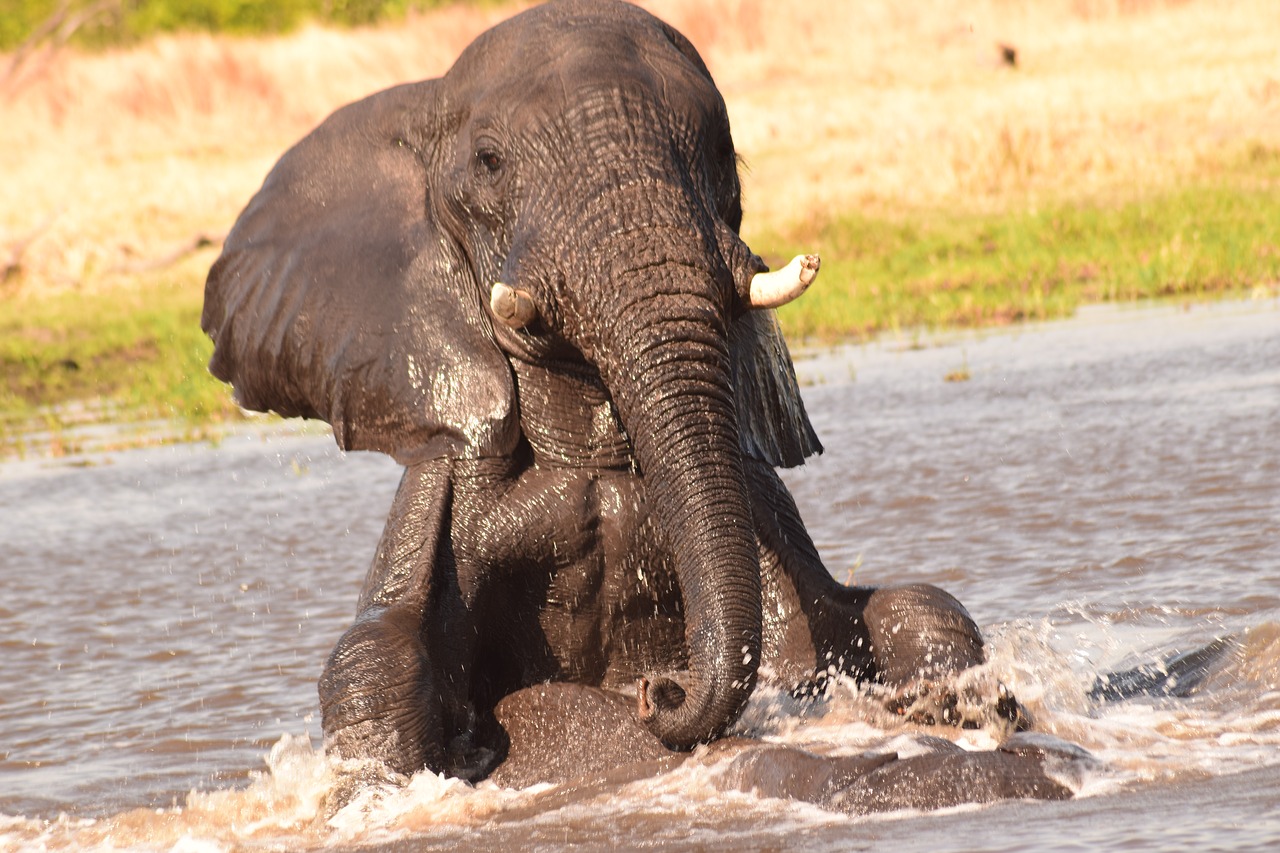 elephant water play free photo