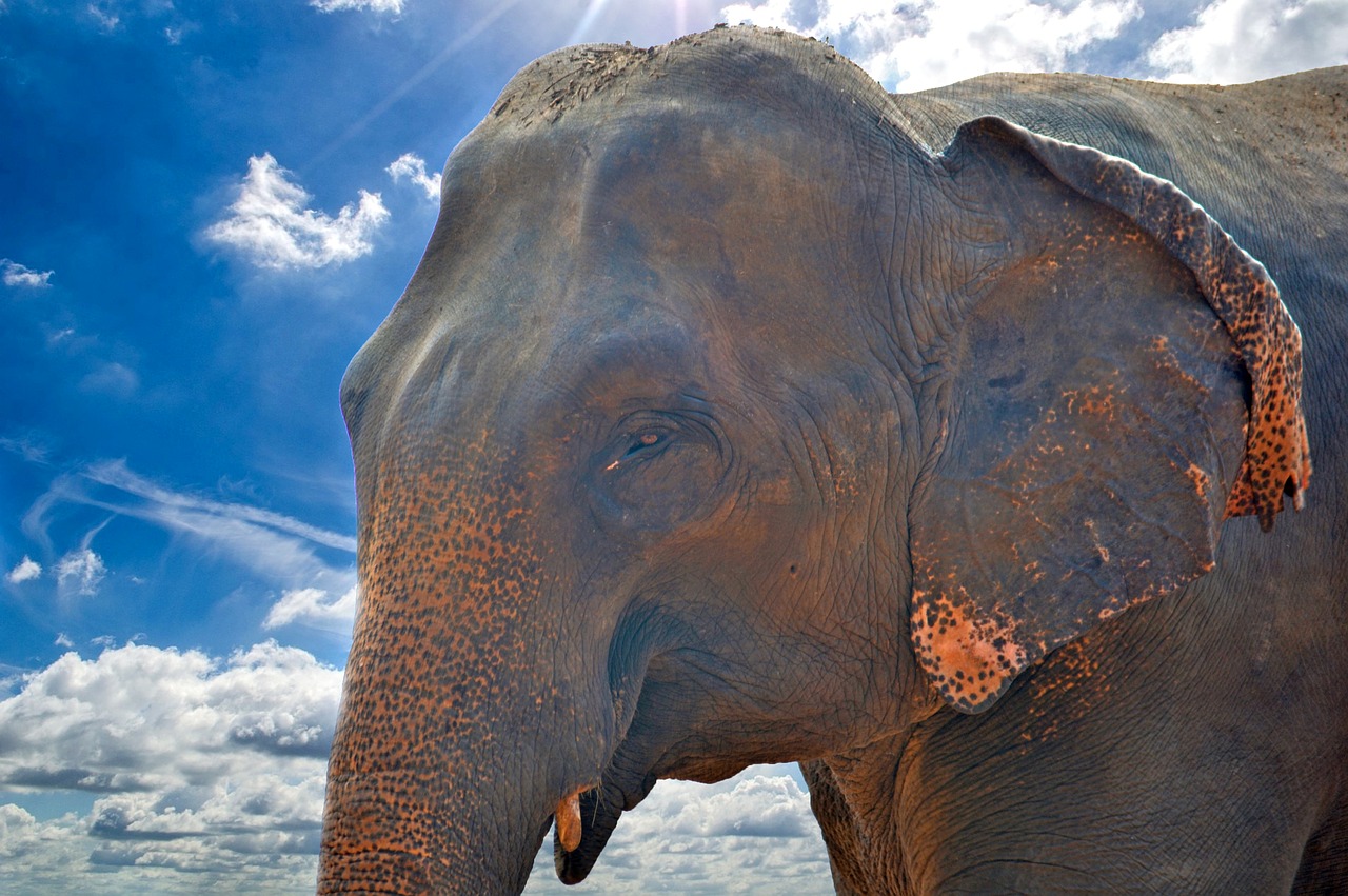 elephant asian elephant giant free photo