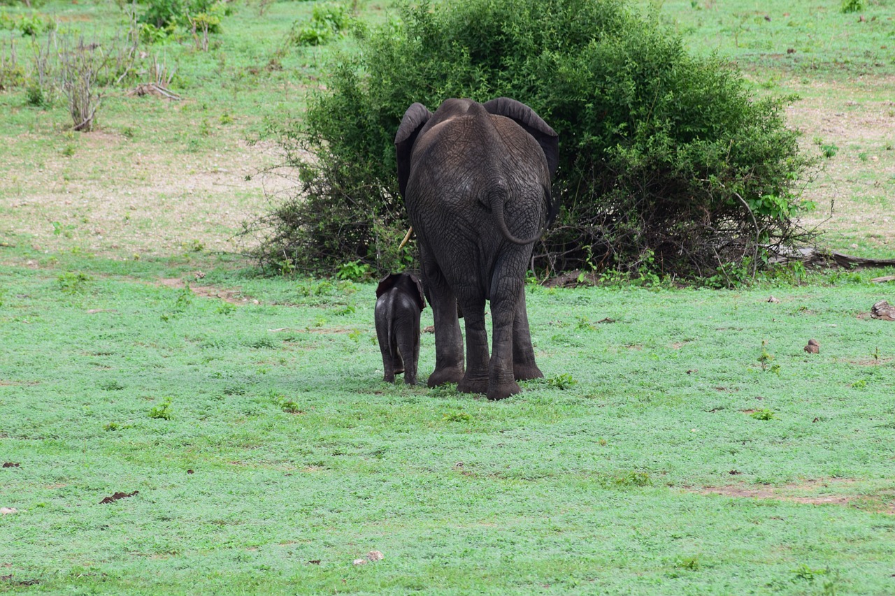 elephant calf rear free photo