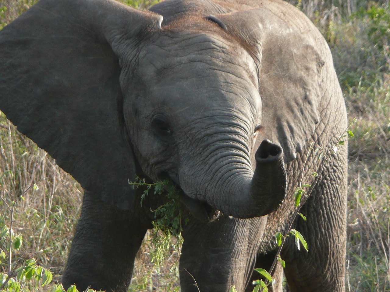 elephant calf baby free photo