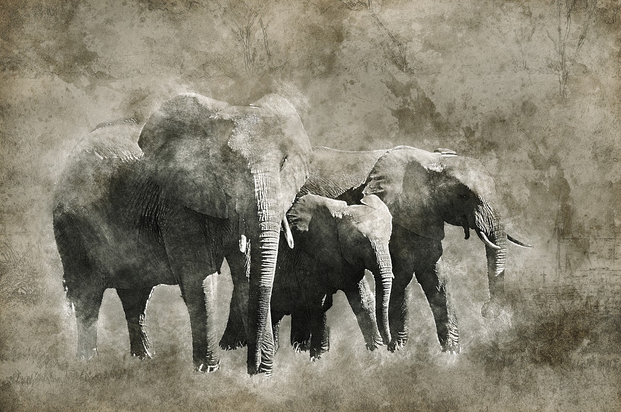 elephant africa okavango delta free photo