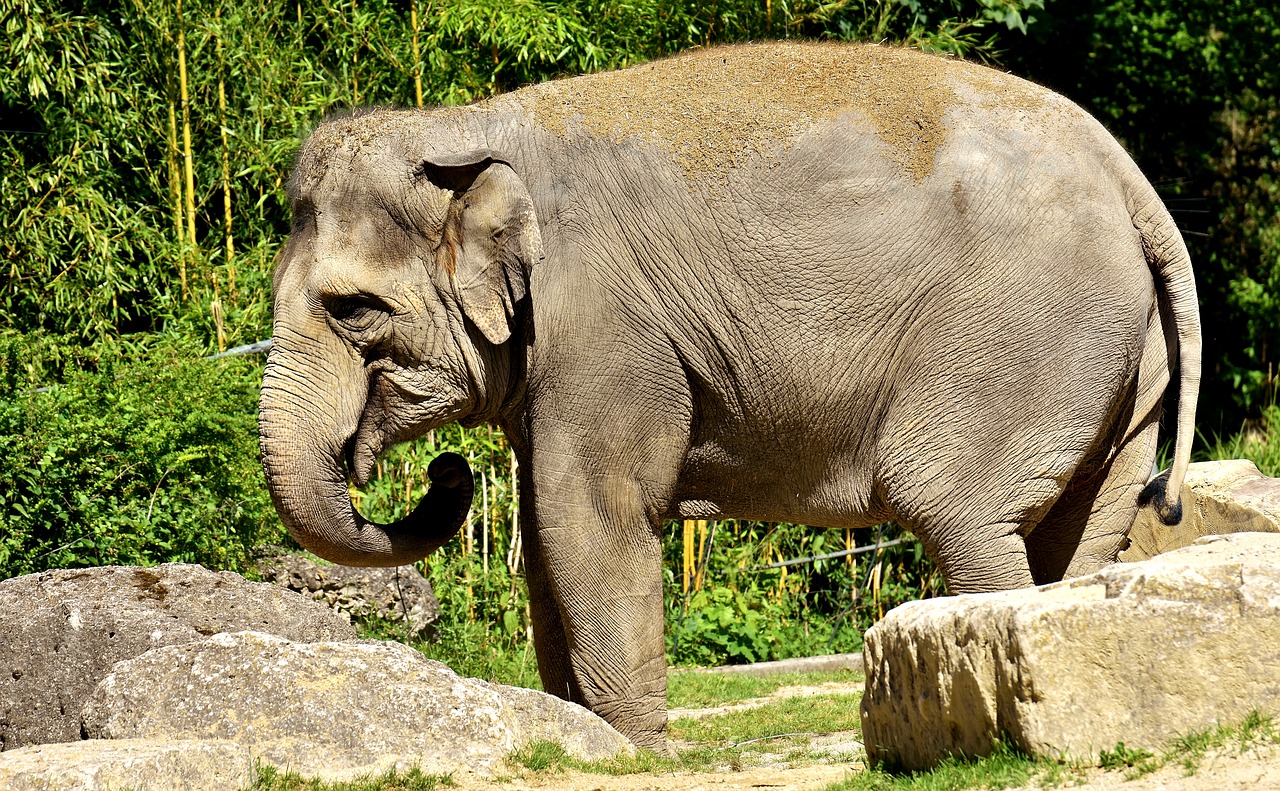 elephant pachyderm animal free photo