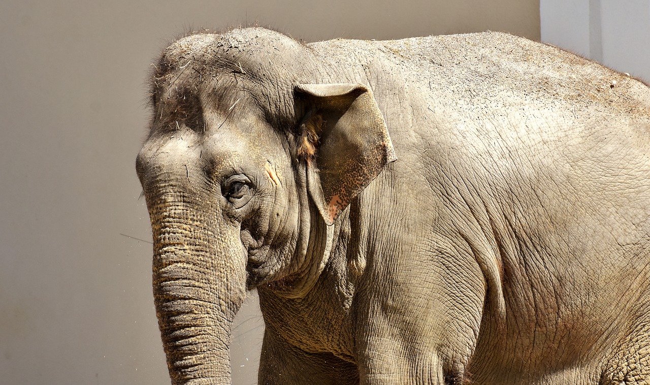 elephant pachyderm animal free photo