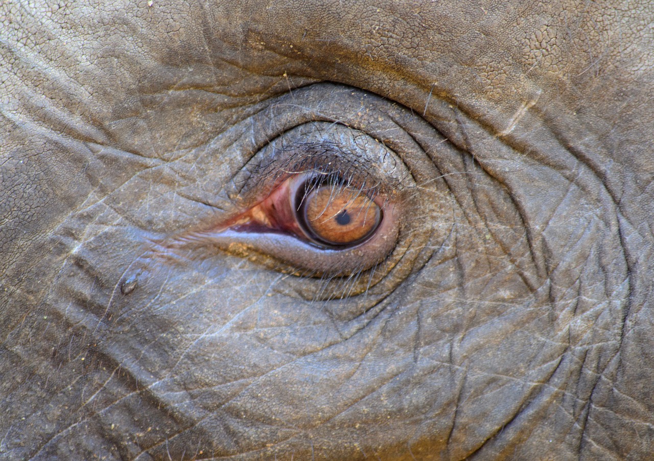 elephant eye tears free photo