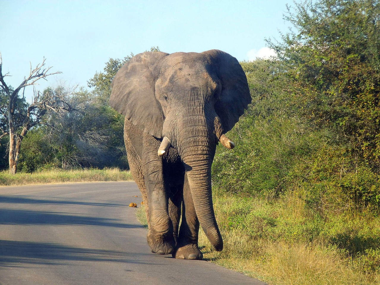 elephant animal africa free photo