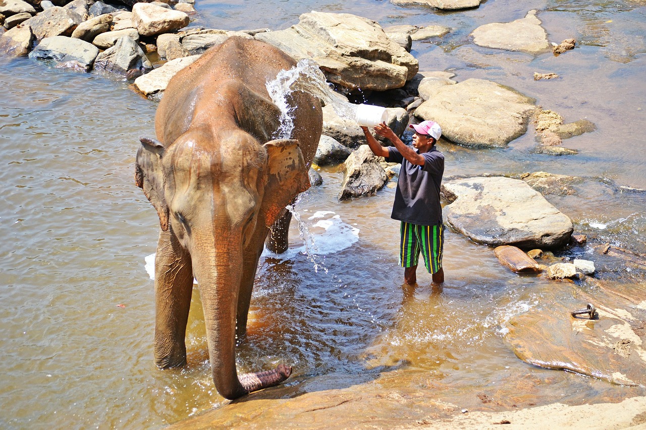 elephant bath maha oya river free photo