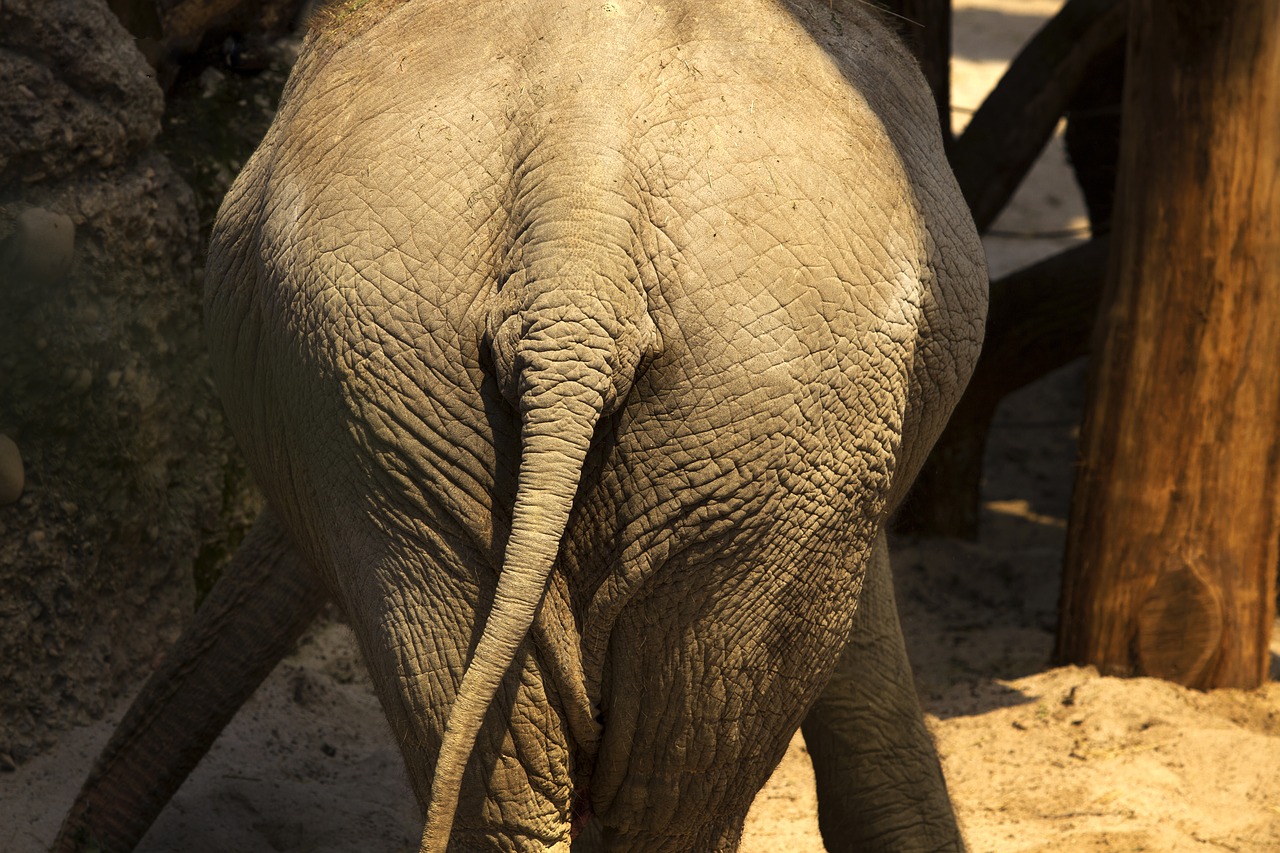 elephant bye on-again-see free photo