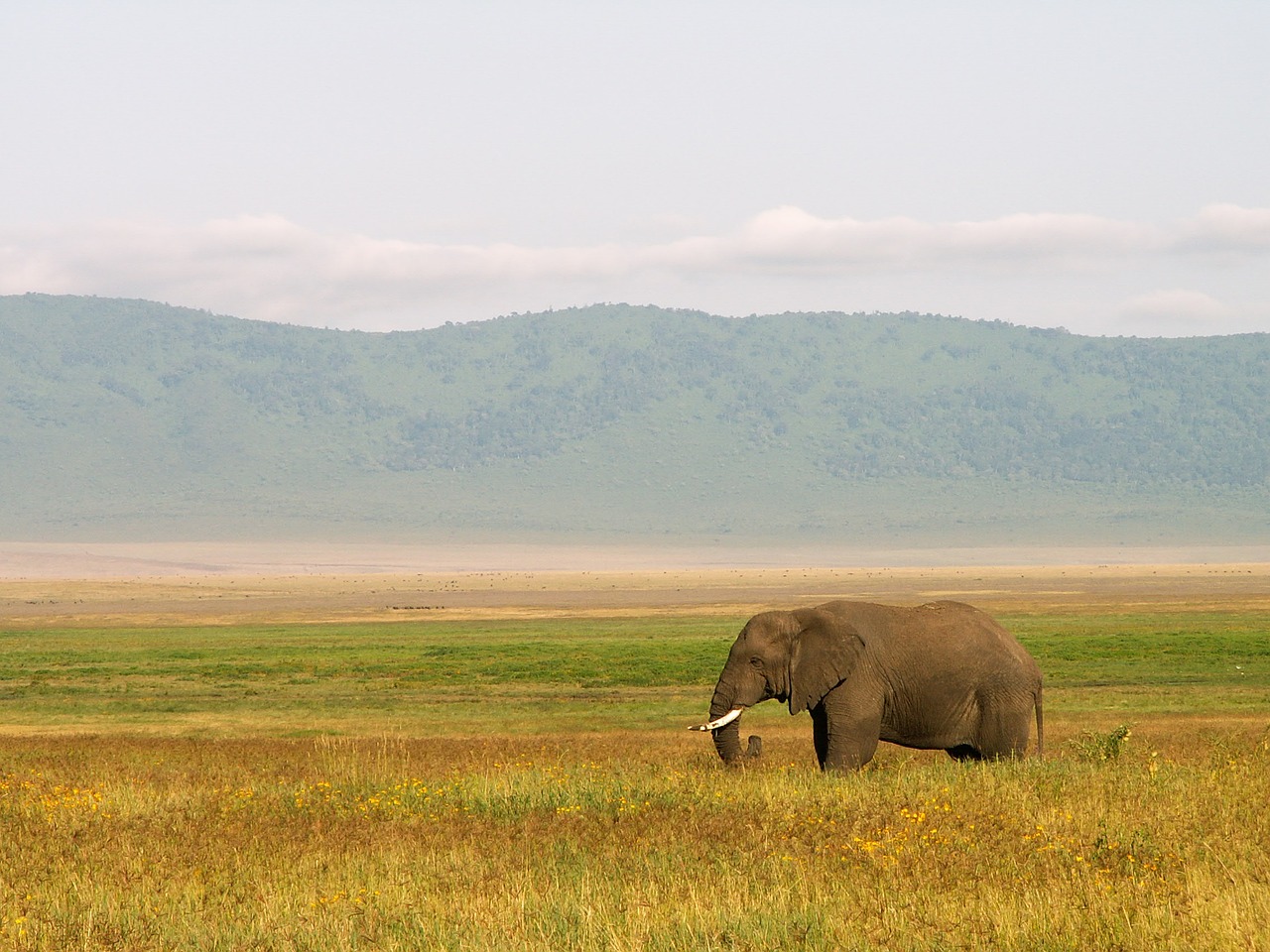 elephant tanzania landscape free photo