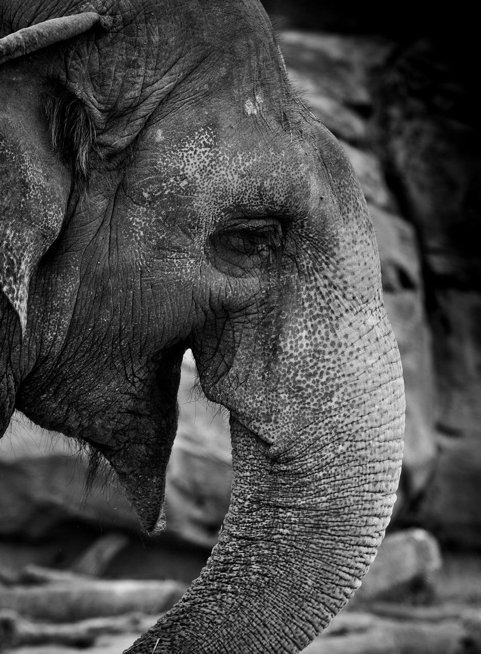 elephant animal wildlife free photo