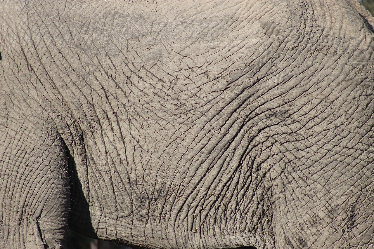 elephant skin animal free photo