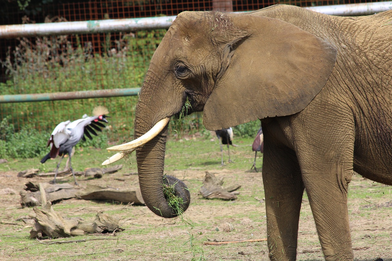 elephant zoo big five free photo