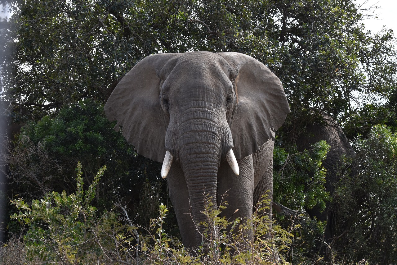 elephant south africa wild animals free photo
