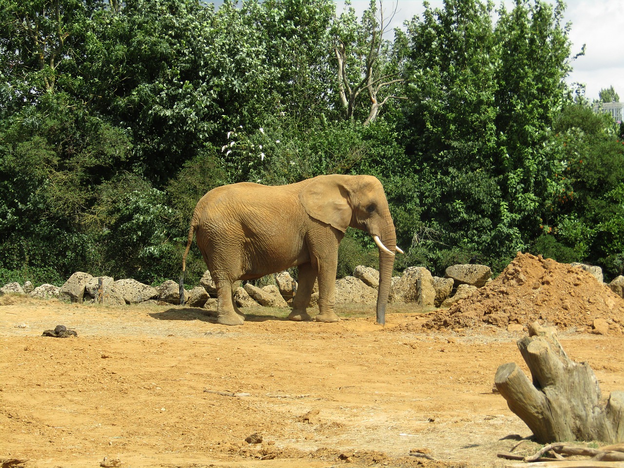 elephant dusty zoo free photo
