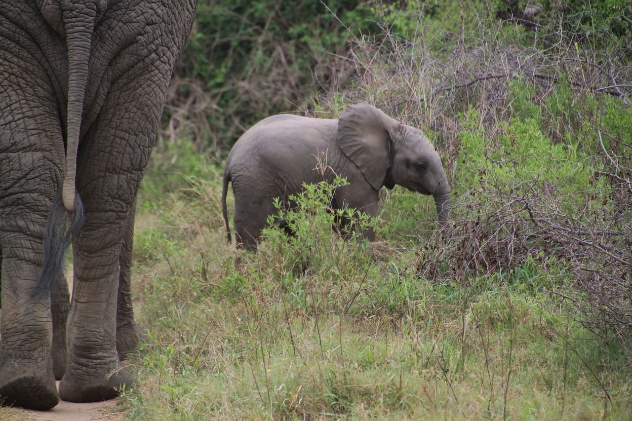 elephant african bush elephant national park free photo