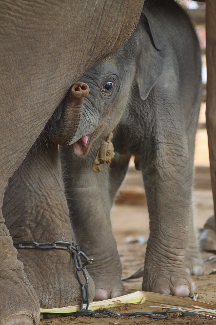 elephant nature the environment free photo